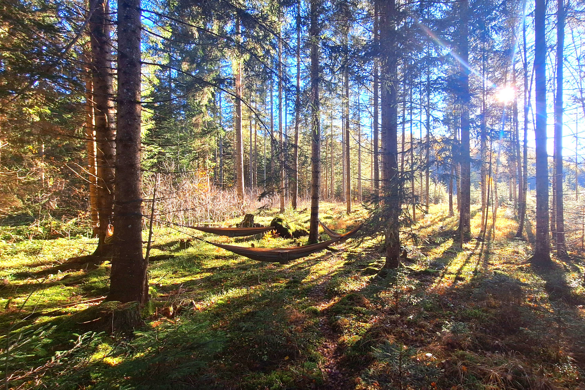 Waldmeditation
